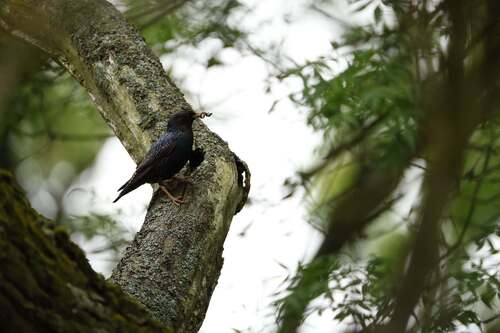 European Starling