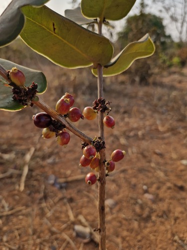 Eugenia bimarginata, 2026-08-08