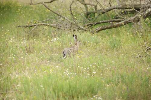 Brown Hare