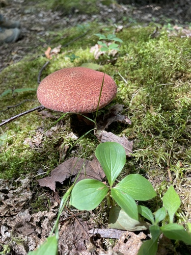 Painted Suillus