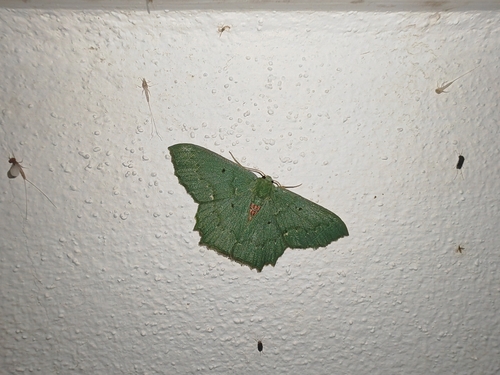 Episothalma robustaria
