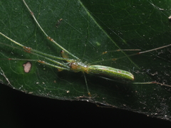 Tetragnatha hasselti