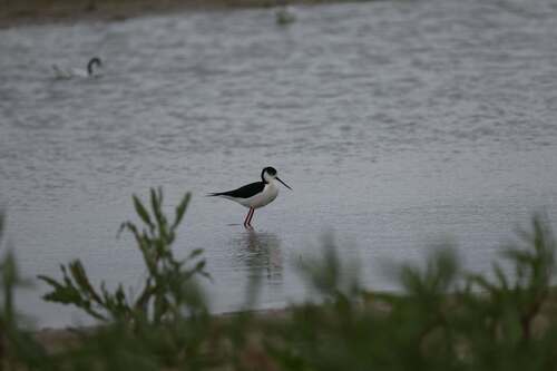 Black-winged Stilt