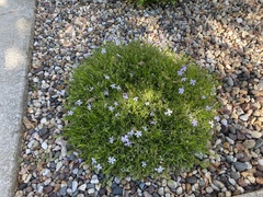 Phlox subulata