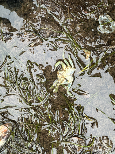 European Green Crab