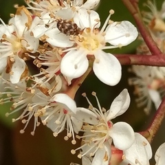 Bostrichoidea