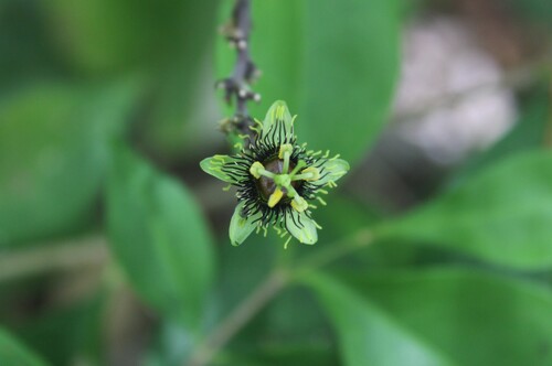 Passiflora xiikzodz, photograph 1