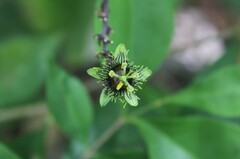 Passiflora xiikzodz, photograph (c) Ricard Busquets Reverte, some rights reserved (CC BY)