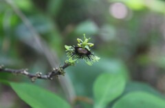 Passiflora xiikzodz, photograph (c) Ricard Busquets Reverte, some rights reserved (CC BY)