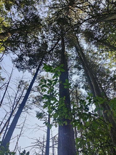 Chamaecyparis thyoides, photograph 2