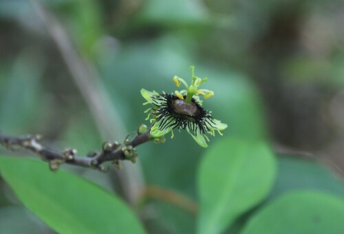 Passiflora xiikzodz, photograph 3
