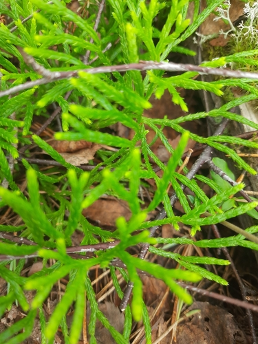 northern ground-cedar