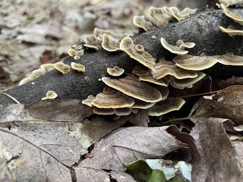 turkey-tail