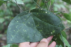 Passiflora xiikzodz, photograph (c) Ricard Busquets Reverte, some rights reserved (CC BY)