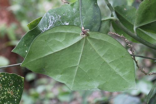 Passiflora xiikzodz, photograph 5