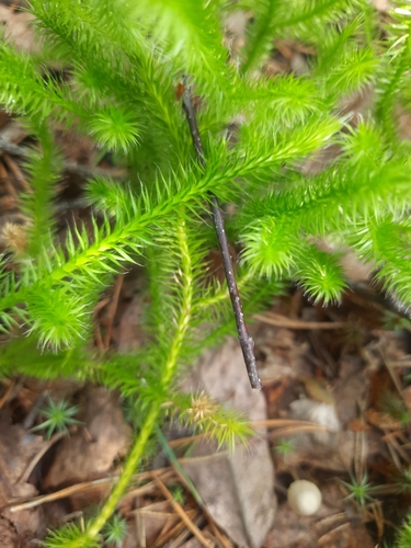 stag's-horn clubmoss