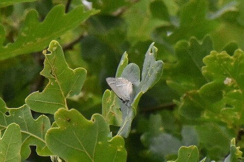 Purple hairstreak