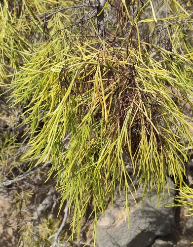 Plocama pendula, 2026-08-13