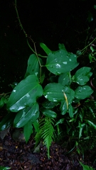 Smilax bracteata
