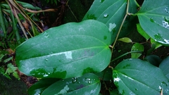Smilax bracteata