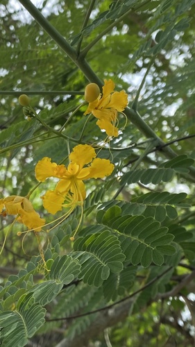 Yellow peacock flower