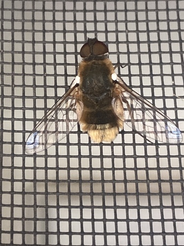 iNaturalist observation photo of Bee Flies