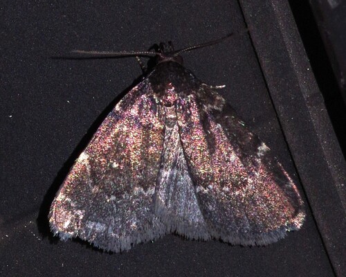 Julia's Idia Moth photo 3