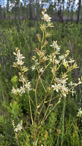 Zigadenus glaberrimus, photograph 3