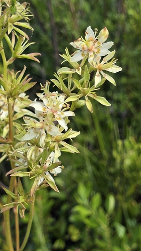 Zigadenus glaberrimus, photograph 4