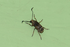 Phloeobius