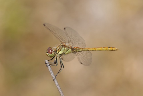 Vagrant Darter
