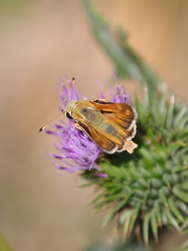 Common Branded Skipper