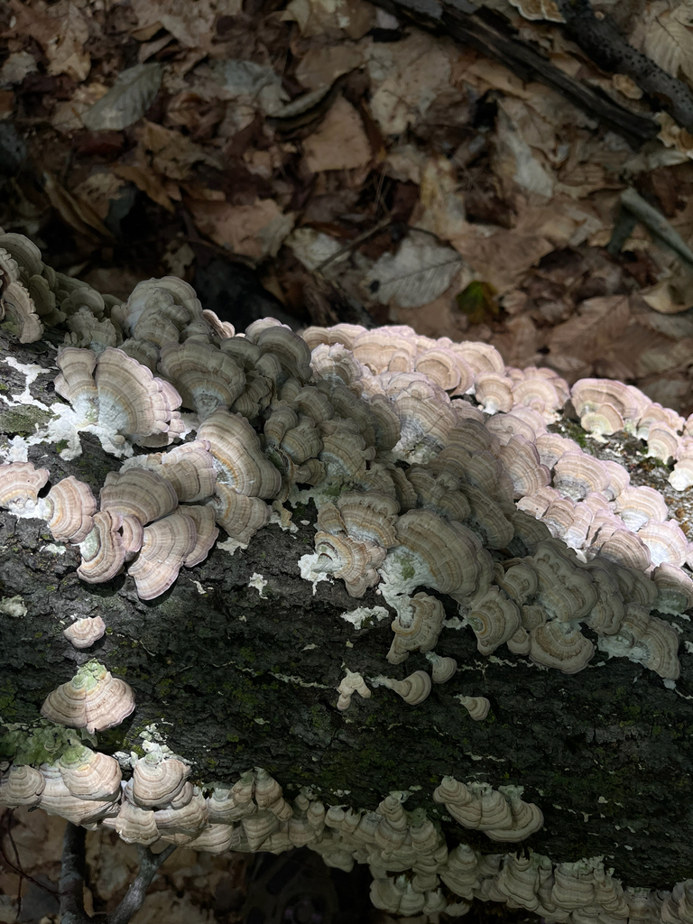 violet-toothed polypore · August 2026 · photo: Photo: (c) Frédérique, some rights reserved (CC BY) · iNaturalist