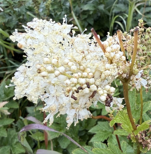 Meadowsweet