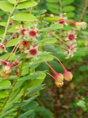 Phyllanthus pulcher