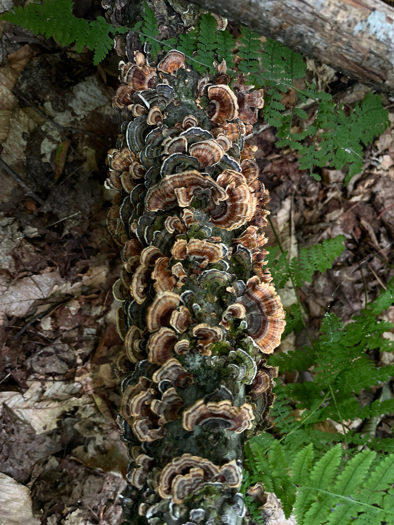 turkey-tail · August 2026 · photo: Photo: (c) Frédérique, some rights reserved (CC BY) · iNaturalist
