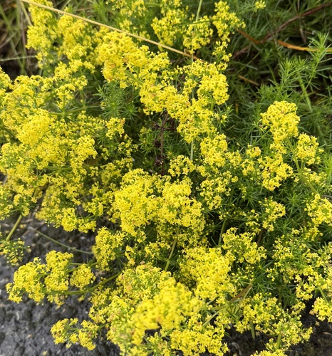 Lady's Bedstraw