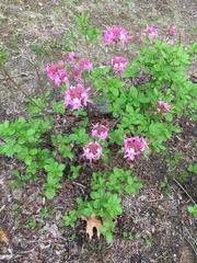 Rhododendron prinophyllum