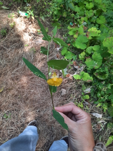 Touch-me-not Balsam