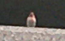 Haemorhous mexicanus