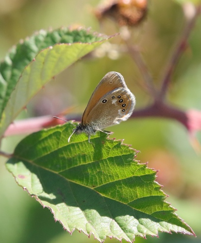Chestnut Heath