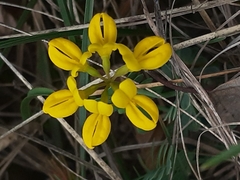 Hippocrepis
