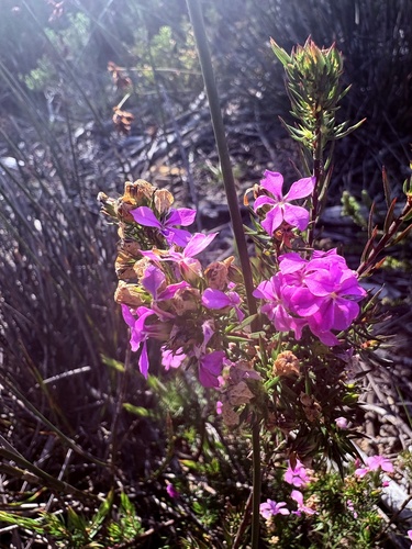 Acmadenia obtusata