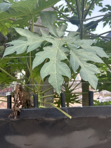 Papaya