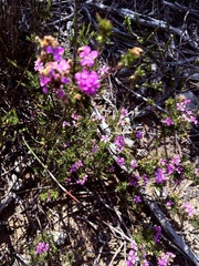 Acmadenia obtusata, photograph (c) Christina, some rights reserved (CC BY)