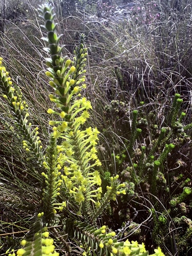 Struthiola argentea