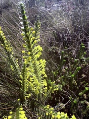 Struthiola argentea, photograph (c) Christina, some rights reserved (CC BY)