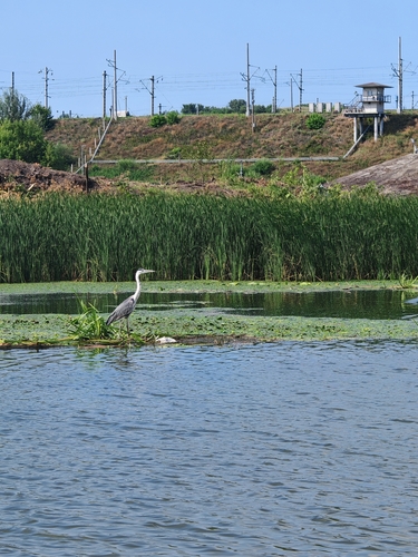 Grey Heron