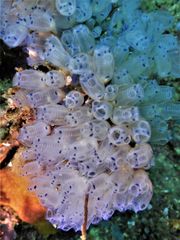 Clavelina moluccensis