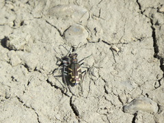 Cicindela tranquebarica kirbyi